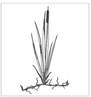 <p>Identify the species </p>