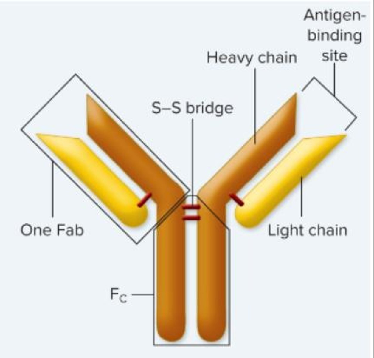 <p>Composed of four polypeptide chains: two identical heavy chains and two identical light chains.</p>