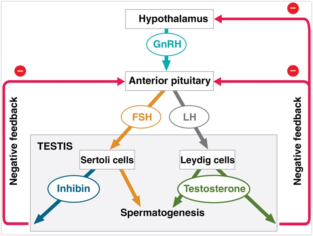 <ul><li><p>hypothalamus</p><ul><li><p>GnRH (gonadotropin releasing hormone)</p></li></ul></li><li><p>Anterior pituitary gland</p><ul><li><p>FSH and LH (follicle stimulating hormone and luteinizing hormone)</p></li></ul></li><li><p>Testes</p><ul><li><p>FSH acts on sertoli cells supporting spermatogenesis</p></li><li><p>LH stimulates leydig cell production of androgens (testosterone—also needed for spermatogenesis) </p></li></ul></li><li><p>inhibin provides negative feedback that inhibits the production of FSH and LH</p></li><li><p>too much testosterone provides negative feedback </p></li></ul><p></p>