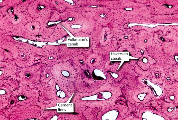 <p>identify type of bone</p>