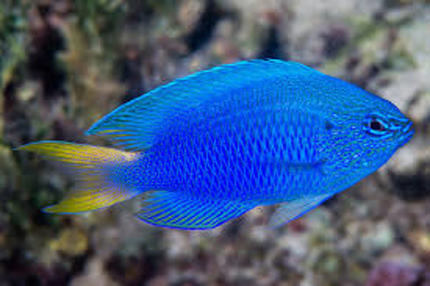 <p>Pomacentrus pavo</p>