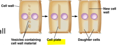<p>a MEMBRANOUS DISK across the midline of a dividing plant cell</p>