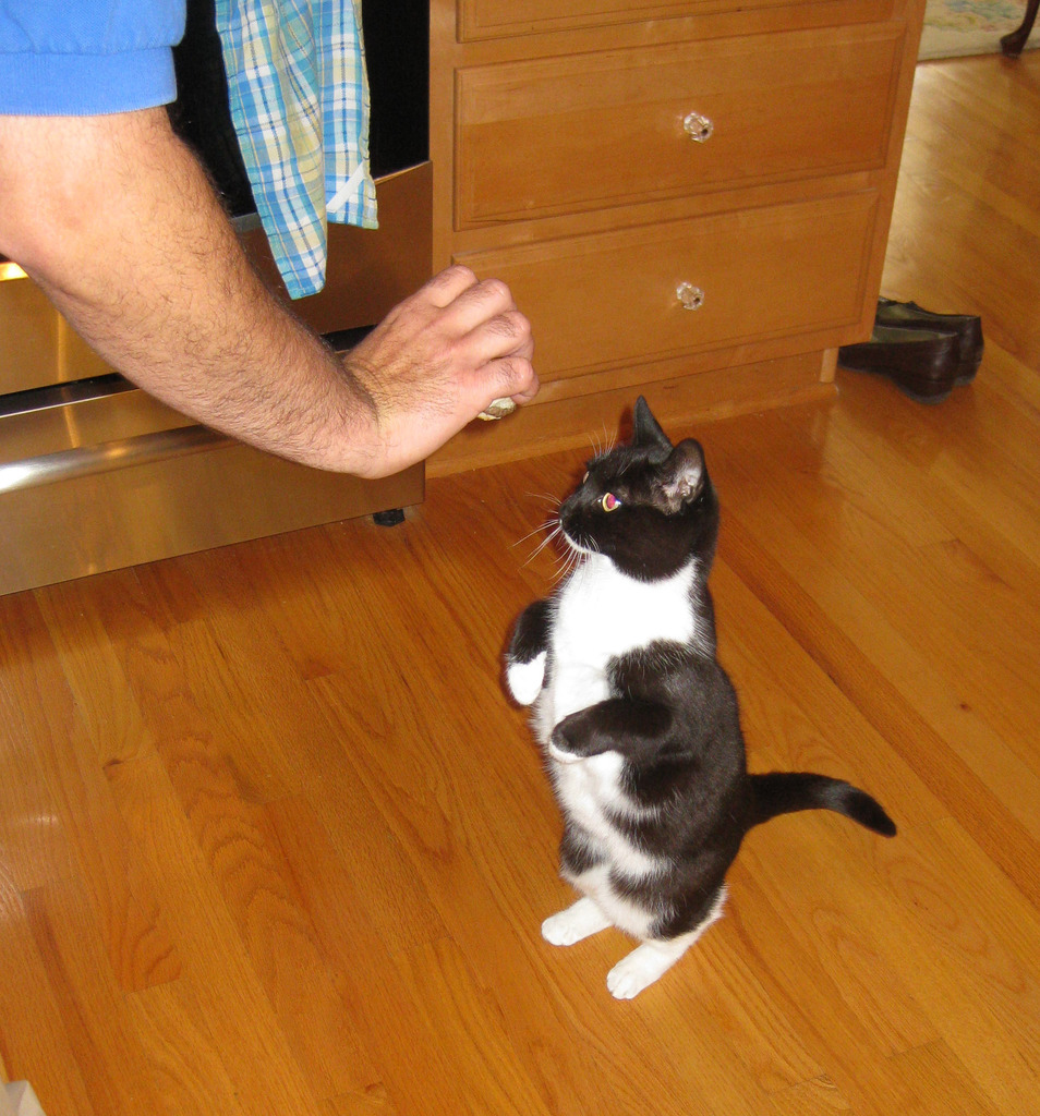 <p>persuade (someone) to do something by sustained coaxing or flattery.</p>