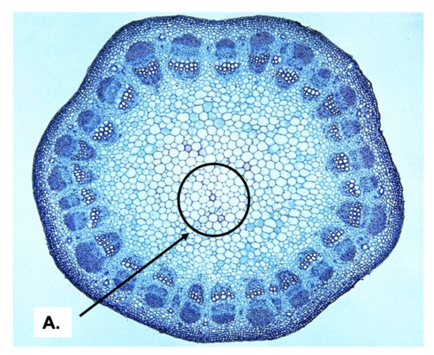 <p>Which type of tissue is indicated by "Letter A" in this image? (Ground, vascular, or dermal) </p><p>Is this stem from a monocot or a dicot?  </p>