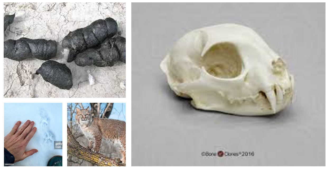 <p><span>large housecat print, four toes, no claw marks, Segmented, very firm or hard in texture, contains fur and small bone fragments</span></p>