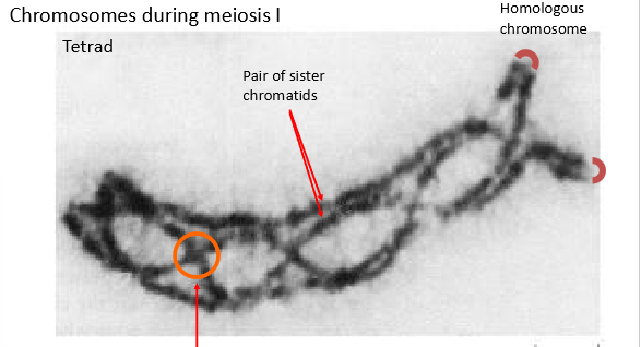 <p>site of touching between homologous chromosomes where recombination/crossing over occurs</p>