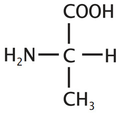 <p>Alanine</p><p>1 Letter: A</p><p>3 Letters: Ala</p><p>Non-polar</p>