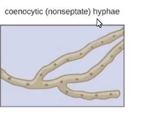 <ul><li><p>no walls</p></li></ul><p></p>