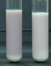<p>Interpret the results for <strong>Litmus Milk Test</strong>.</p>