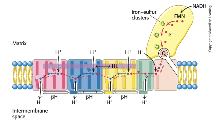 <ul><li><p>Electrons are passed from NADH to FMN and then through series of Fe-S clusters until they reach CoQ, forming QH<sub>2</sub> → all occurs in extramembranous part of Complex I in matrix</p></li><li><p>QH<sub>2</sub> leaves Complex I for the Q pool in the hydrophobic interior of the IM membrane</p></li><li><p>QH<sub>2</sub> travels to Complex III via CoQ</p></li><li><p>Flow of electrons leads to pumping of 4 H+ into IM space</p></li><li><p>L-shaped structure of Complex I separates substrate recognition from proton pump</p></li></ul><p></p>