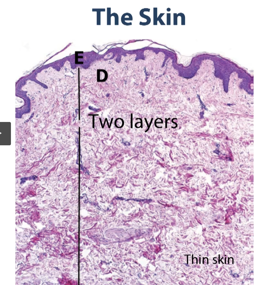 <p>This is thin skin. Here, again, you’ll see those two layers. You’ll see our epithelial layer or epidermal layer (E). The epidermal layer is still a stratified squamous epithelium, but the keratin layer much smaller and thin than it is in thick skin. </p><p>Again, we have our dermis, which is made up of two layers, layer of loose connective tissue (under the epidermis) and a rather large layer of dense irregular connective tissue (under the layer of loose connective tissue). </p>