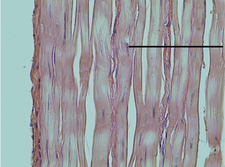 <p>identify this part of connective tissue</p>