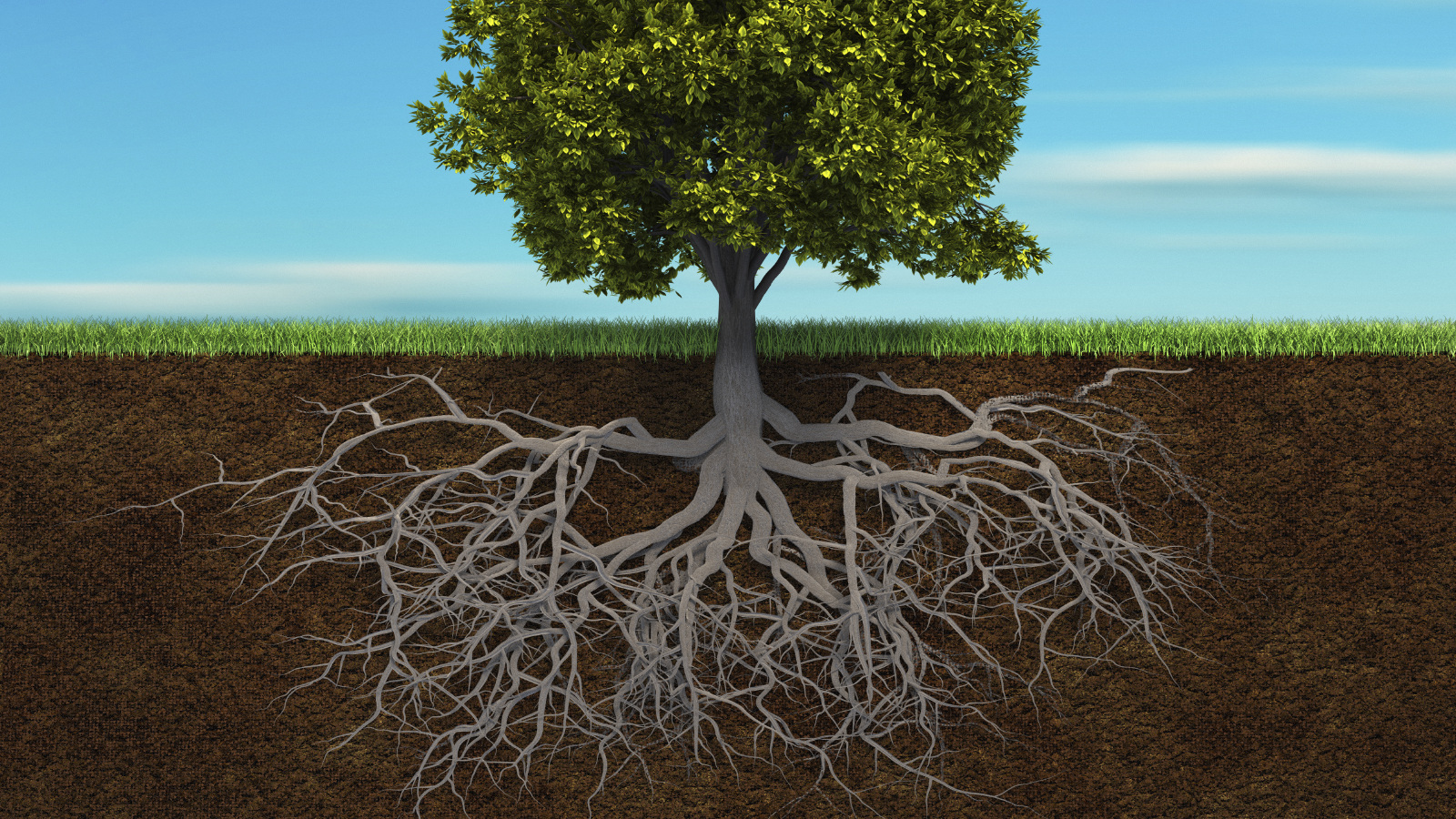 <p>root</p>