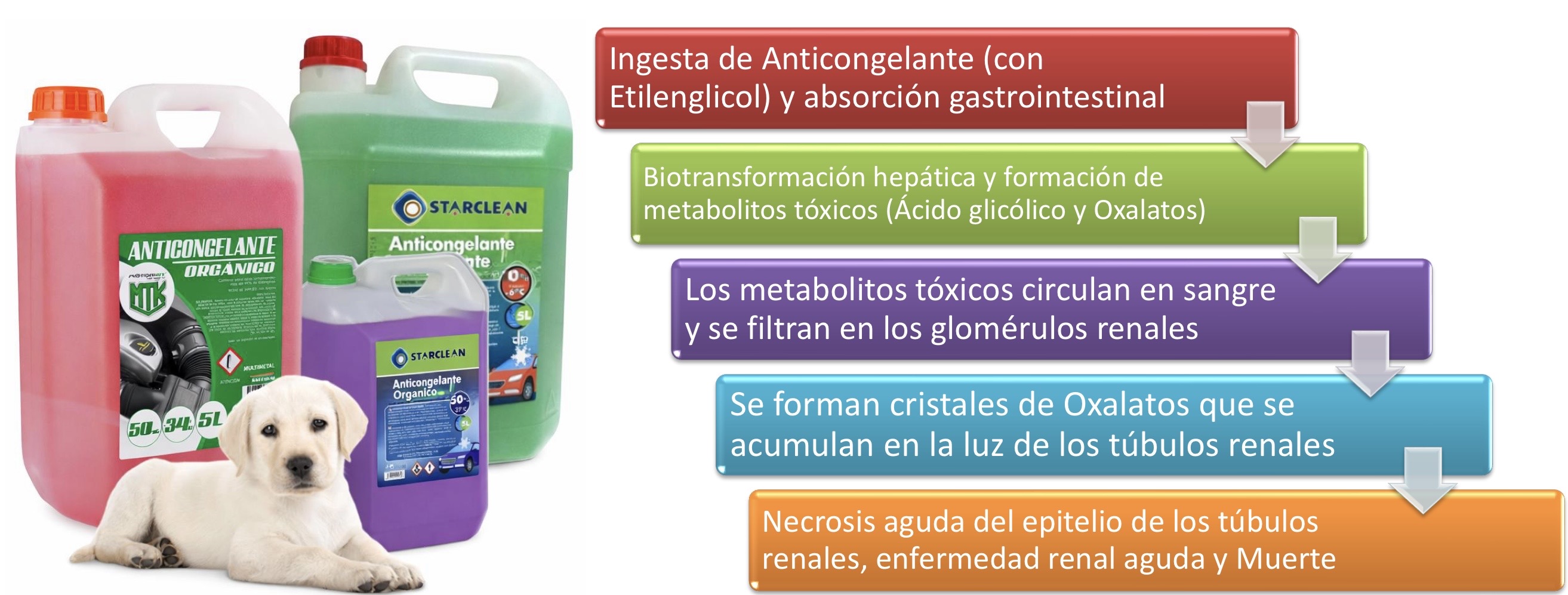 <p>RENAL: intoxicación por anticongelante (etilenglicol)</p><p>Cristales de oxalato en la luz de los túbulos renales, filtro de luz polarizada </p>