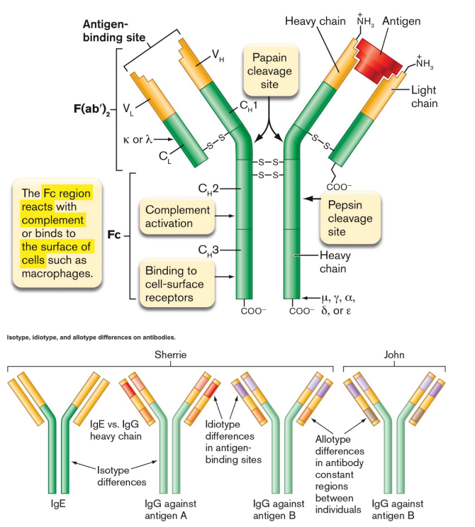 <p>secreted proteins that bind antigen</p><ul><li><p>four polypeptide chains, 2 light & 2 heavy, held together by disulfide bonds </p><ul><li><p>each chain has constant (C) and variable (V) regions </p><ul><li><p>C regions are the same for that individual/chain (allotype) and class (isotype) </p><ul><li><p>i.e., all IgG light chain C regions in an individual are the same </p></li></ul></li><li><p>V regions are unique to each antibody (idiotype) </p></li></ul></li><li><p>antigen binding domains are formed by V regions of 1 H and 1 L chain </p><ul><li><p>on a given antibody, all binding domains bind the same antigen</p></li><li><p>antigen=whatever antibody binds to, usually protein (carbohydrate,lipid,DNA) </p><ul><li><p>epitope = the specific part being bound</p></li></ul></li></ul></li></ul></li></ul><p></p>
