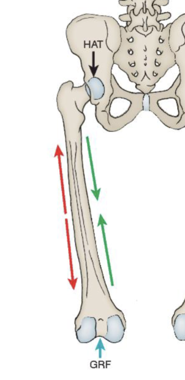 <ul><li><p>slightly bowed </p></li><li><p>Lateral convex → tensile forces </p></li><li><p>Medial concave → compressive forces </p></li></ul><p></p>