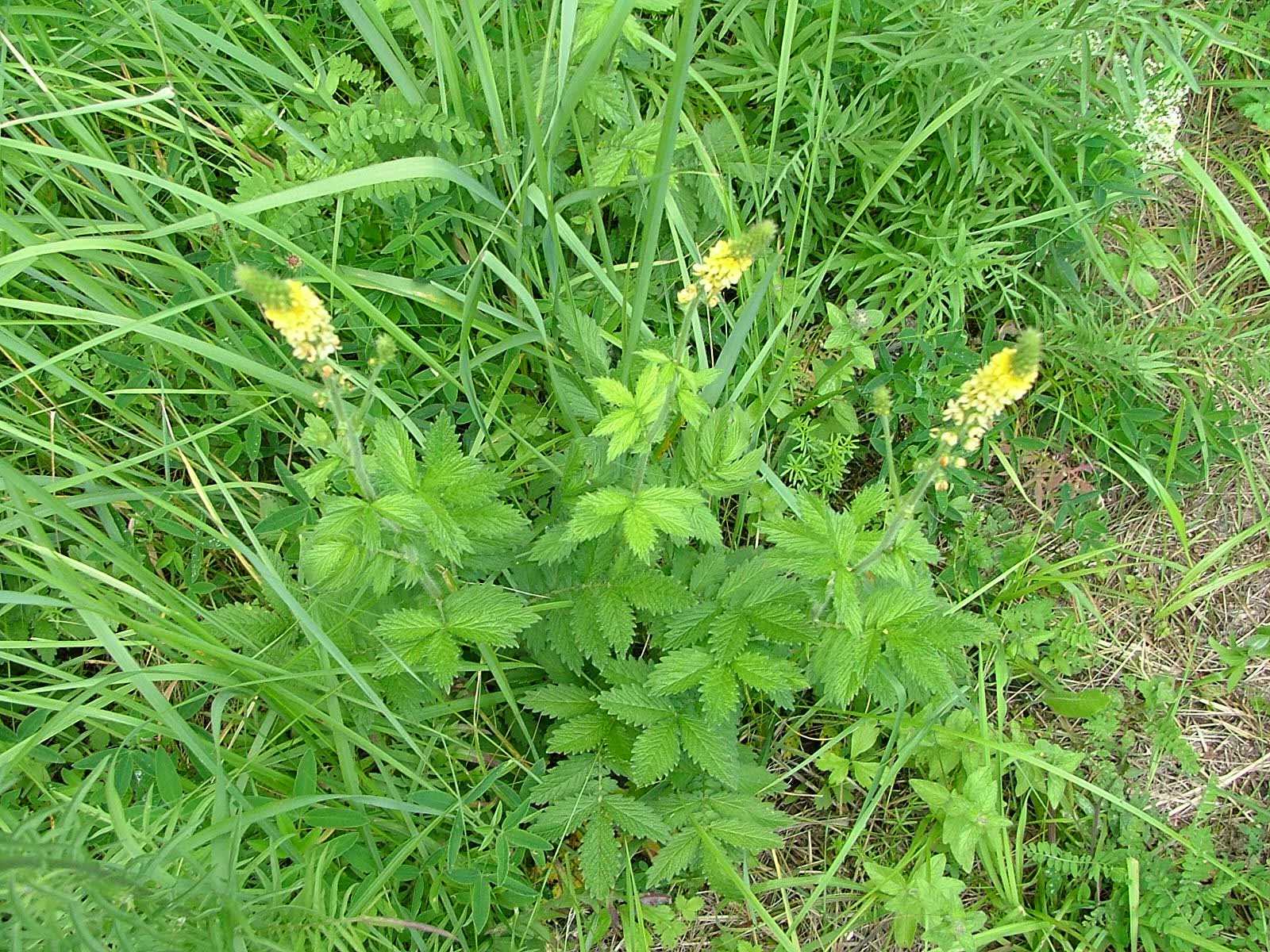 <p><span style="background-color: rgba(0, 0, 0, 0); line-height: 27px;">Klasa <strong>TRIFOLIO-GERANIETEA </strong></span>związek <strong>Mezofilne okrajki</strong></p>