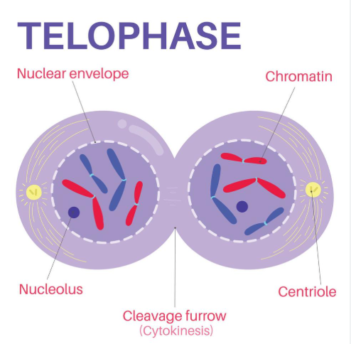 <p>Telophase </p>