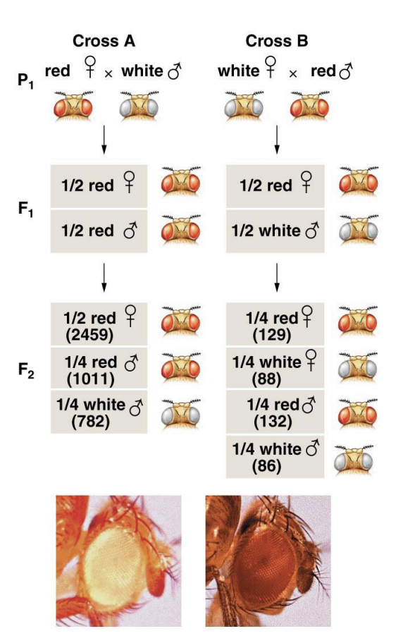 <ul><li><p>White eye mutation</p></li><li><p>White</p></li></ul><img src="https://assets.knowt.com/user-attachments/3b267255-6c7f-4d85-8c9b-f0e100eaff1c.png" data-width="75%" data-align="center"><p></p>