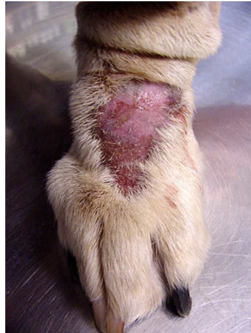 <img src="blob:null/686cb260-8b25-453a-823d-9179520ff6e7" width="300" height="400"><p>Red, smooth and swollen skin, alopecia, repeat trauma area</p>