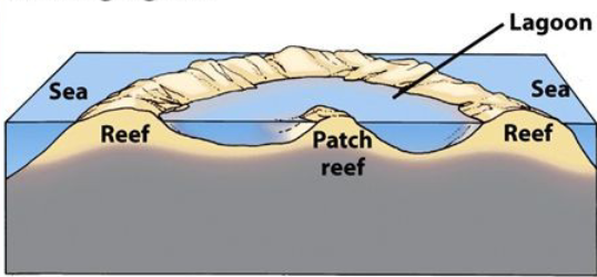 <p>a ring of coral that surrounds a lagoon, often grows on a submerged mountain of volcano</p>