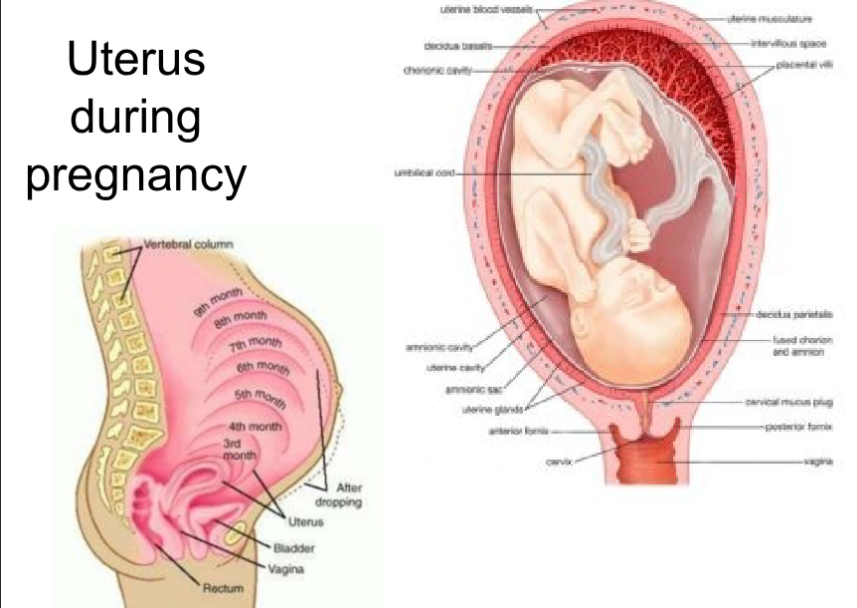 <ul><li><p>missed period</p></li><li><p>cervix softens (goodell’s sign): 4-6 weeks</p></li><li><p>vaginal mucosa and cervixs looks cyanotic (chadwich signs): 6-8 weeks</p></li><li><p>isthmus softens (lower segment) (Hegar’s sign): 6-8 weeks </p></li><li><p>uterus growth - bladder, urinary frequency</p><ul><li><p>10-12 weeks- uterus globular</p></li><li><p>20-24 weeks- uterus oval shape, almost to liver</p></li></ul></li><li><p>mucous plug cervical canal: protects fetus from infection, as does change in discharge PH, during pregnancy risk for yeast infections</p></li></ul><p></p>