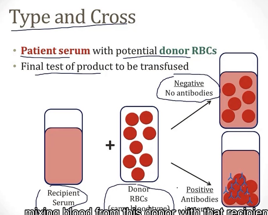 <p>-a blood type testing for any antibodies from a donor’s blood</p>