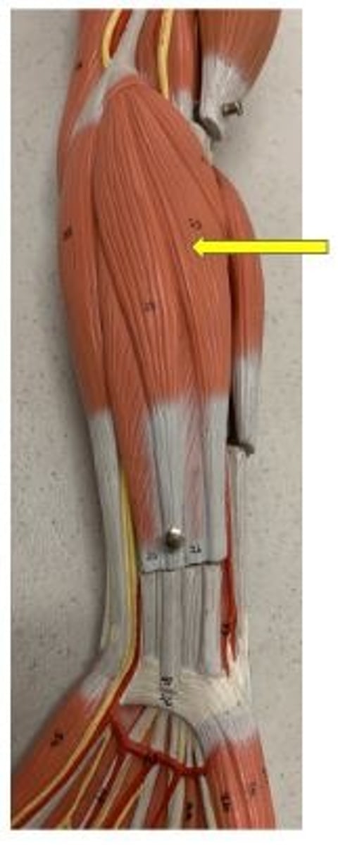 <p>flexes wrist and abducts hand</p>