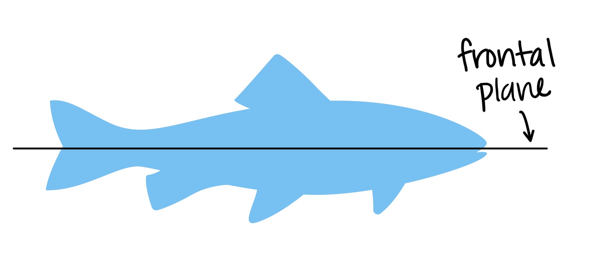 <p>Splits into a top (dorsal) and bottom (ventral)</p>