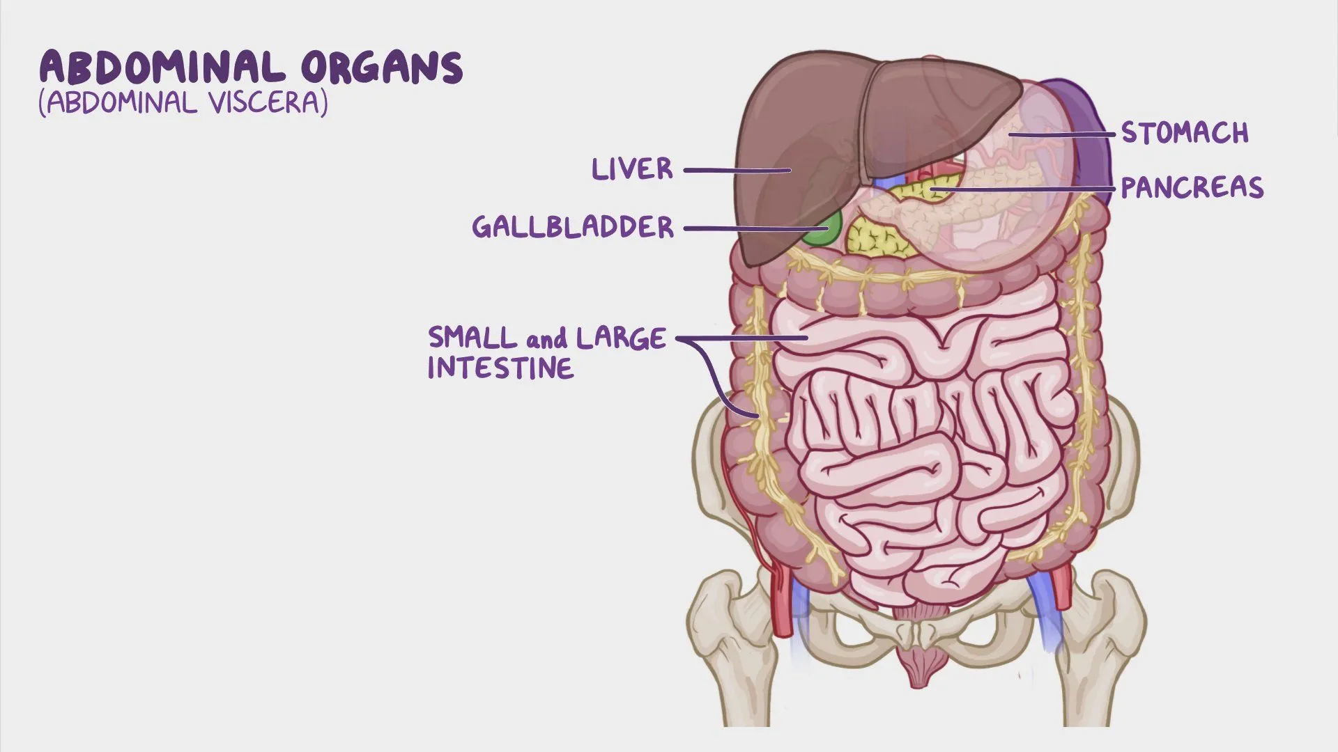 <p>Organs in the thoracic and abdominopelvic cavities</p>