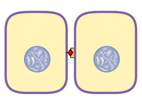 <p>LOCAL cell to cell communication: Contact dependent signals</p>
