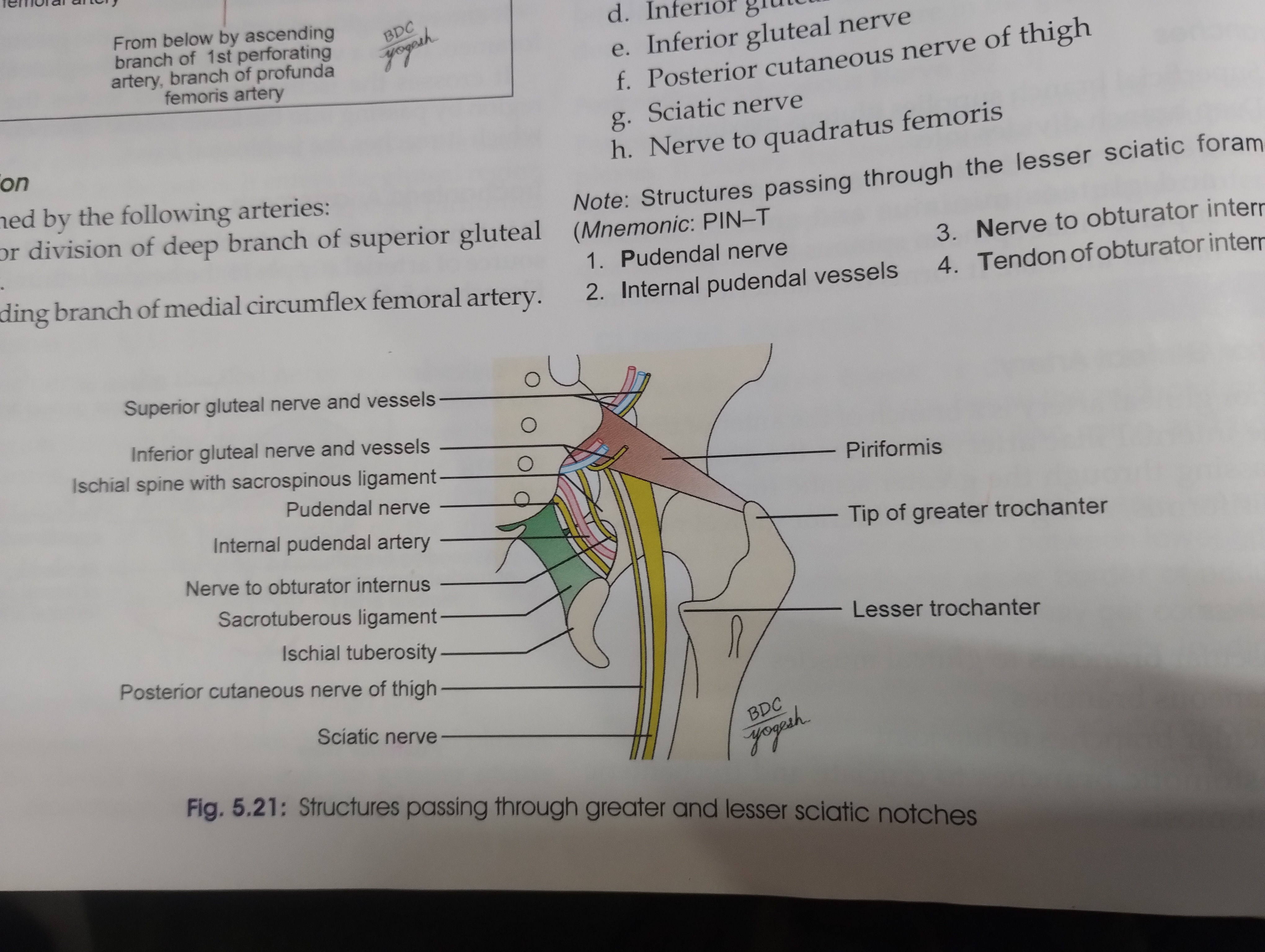 <p>Sup gluteal nerve and vessels</p>