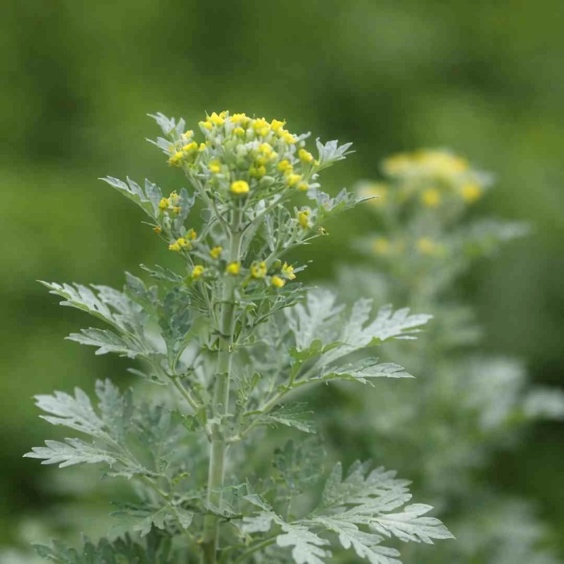 <p>Navadni pelin-Artemisia vulgaris</p>