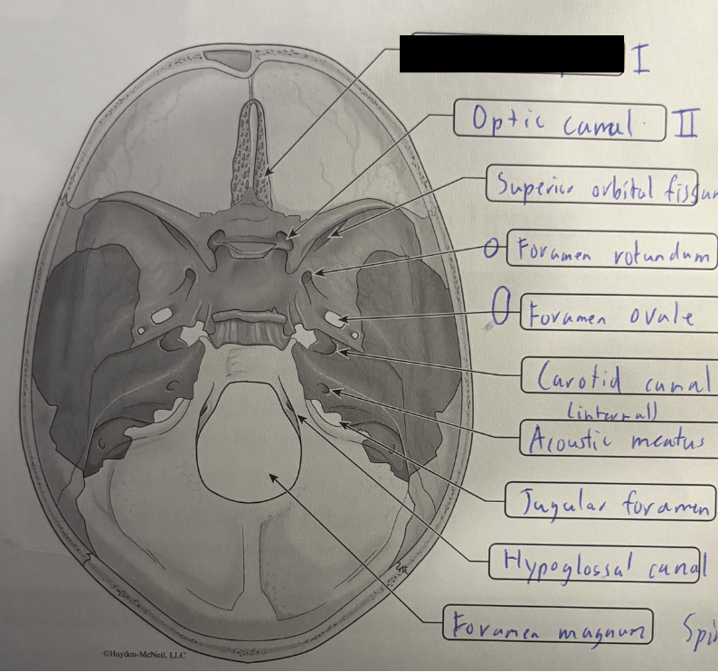 <p>Olfactory nerve</p>