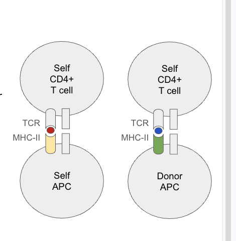 <ol><li><p>TCRS are specific to MHC: antigen complex not just the antigen</p><ol><li><p>self and nonself mhcs are pretty similar but mosty differ in antigen binding rations</p></li></ol></li><li><p>Cross reactivity: </p><ol><li><p>the same TCR can reconize different antigesn on different MHCs (ie slf or donor mhc)</p></li><li><p><span style="background-color: transparent; font-family: "Open Sans", sans-serif;">Lots of foreign MHCs &amp; minor alloantigens = lots of distinct MHC:antigen complexes</span></p></li></ol></li></ol><p>ex: TCR can bind to the antigen presenting MHCs of both self and donor apcs for recogntion</p><ul><li><p><span style="background-color: transparent; font-family: "Open Sans", sans-serif;"><strong>1-10% of T cells in an individual can directly engage intact foreign MHC</strong></span></p></li><li><p><span style="background-color: transparent; font-family: "Open Sans", sans-serif;">Highly diverse polyclonal adaptive immune response is immediately activated</span></p></li></ul><p></p>