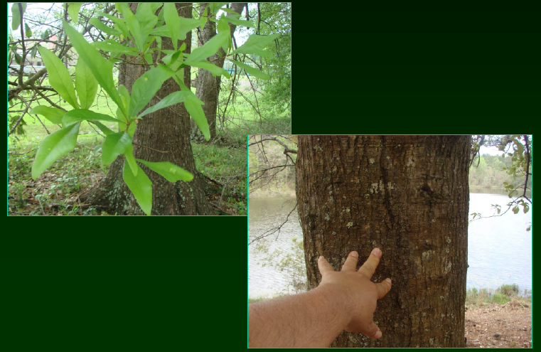 <p>•</p><p>Fagaceae</p><p>•</p><p>May be same species as Q. hemisphaerica</p><p>•</p><p>Bottomlands</p><p>•</p><p>Key Characters:</p><p>•</p><p>Evergreen leaves</p><p>•</p><p>Rhombus-shaped leaves</p>