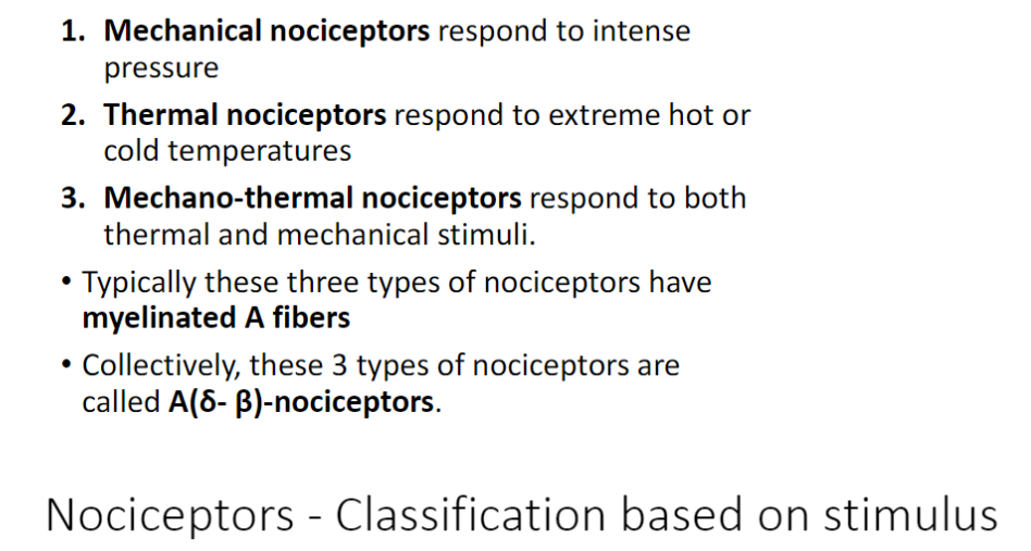 <p><strong>Mechanical Nociceptors</strong><br> Respond to <strong>intense pressure</strong></p><p><strong>Thermal Nociceptors</strong><br> Respond to <strong>extreme hot or cold temperatures</strong></p><p><strong>Mechano-Thermal Nociceptors</strong><br> Respond to <strong>both mechanical and thermal stimuli</strong></p><p><strong>Fiber Type</strong><br> Typically <strong>myelinated A fibers</strong></p><p><strong>Collective Name</strong><br> These three types are called <strong>A(δ-β)-nociceptors</strong></p>
