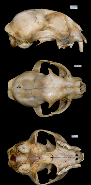 <p>Lynx canadensis</p>