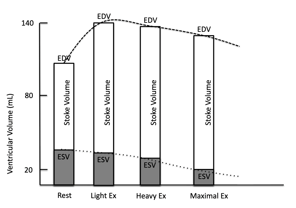 <p>Explain this graph and more so significance of stroke volume during exercise</p><p>Talk about EDV, ESV, and stroke volume amount</p>