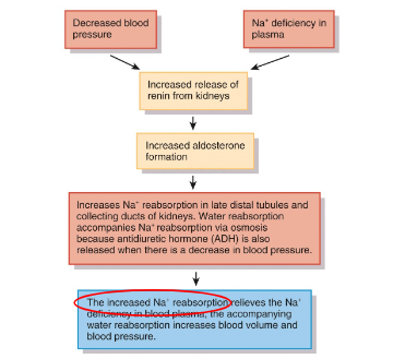 <p>increased reabsorption of sodium by distal tube of kidney</p>