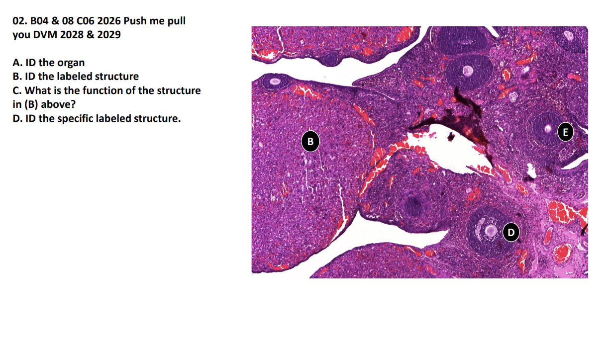<p>A. ID the organ</p><p>B. ID the labeled structure</p><p>C. What is the function of the structure </p><p>in (B) above? </p><p>D. ID the specific labeled structure</p>