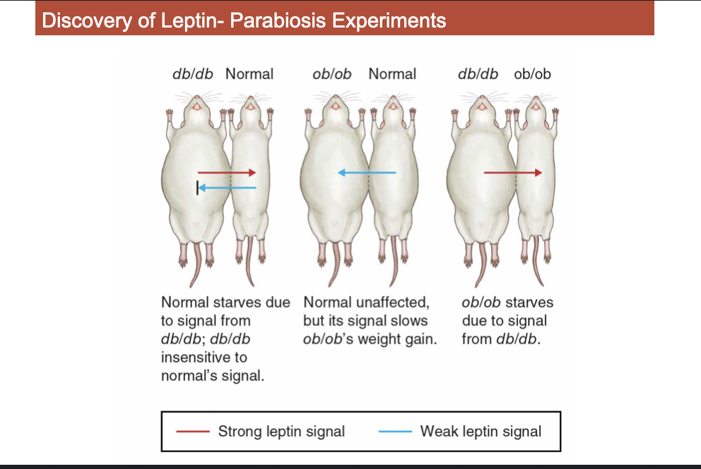 <p>Two diagrams of Leptin, one on front other on Back</p>