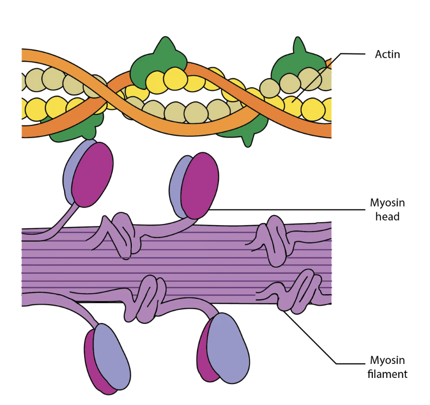 <p><span data-name="brain" data-type="emoji">🧠</span> THE WHOLE STORY</p><p>Memorize this:</p>