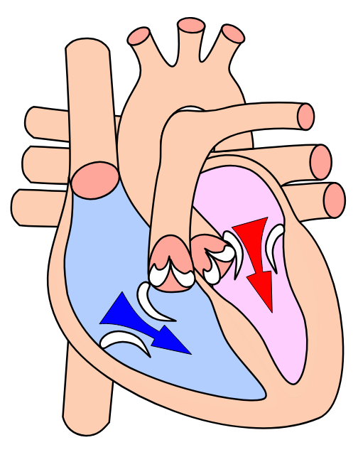 <p>The period of relaxation of the heart during which the chamber is filling. (Bottom number)</p>