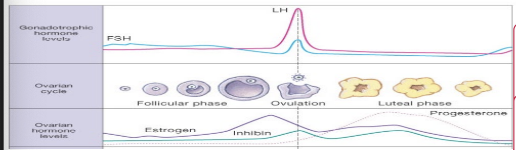 <ul><li><p>At about day 14</p><ul><li><p>Estrogen levels peak</p></li><li><p>Gonadotropes are at maximum sensitivity</p></li><li><p>GnRH pulse frequency is high</p></li></ul></li><li><p>Result</p><ul><li><p>Massive release of LH from anterior pituitary gland</p></li></ul></li><li><p>Sudden surge of LH triggers</p><ul><li><p>Rupture of the follicular wall</p></li><li><p>Ovulation</p></li></ul></li></ul><p></p>