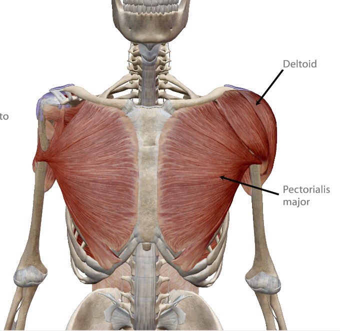 <p>The deltoid is lateral to the pectoralis major. Define the term “lateral’.</p>