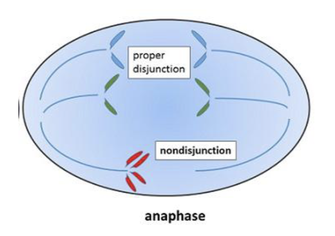 <p>Nondisjunction is the <strong>failure</strong> of <strong>paired</strong> <strong>chromosomes</strong> <strong>separating</strong> <strong>normally</strong></p>