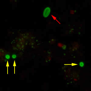 <p>Labeled with Immunofluorescent antibodies </p>