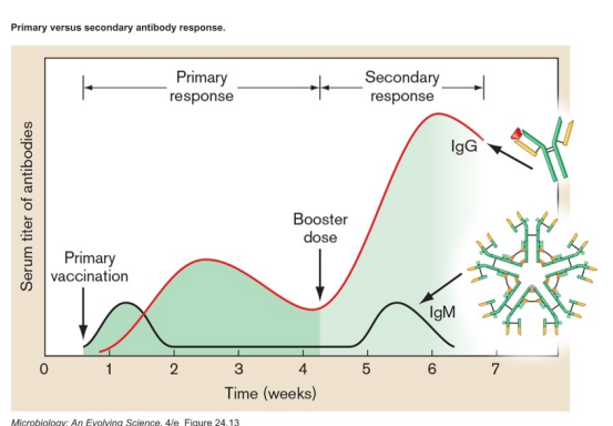 <ul><li><p><strong>Virus enters those body cells with the proper receptor, begins replicating </strong></p><ul><li><p>new viruses are produced → free (extracellular) virus particles </p></li><li><p>however, some viral antigens will be displayed on surface of infected cell by MHC I </p></li></ul></li><li><p><strong>Macrophages and other APCs will engulf free virus particles </strong></p><ul><li><p>APCs typically encounter virus in spleen, lymph node, other specialized tissue </p></li><li><p>display viral antigens in MHC II and MHC I </p></li></ul></li><li><p><strong>A few TH0 cells will have a TCR that fits the combination of MHC II/antigen on APC </strong></p><ul><li><p>TH0 cells bind to APC via TCR and CD4</p></li><li><p>causes APC to release cytokines, causing that specific TH cell to proliferate </p><ul><li><p>can differentiate into TH1 and/or TH2 depending on cytokines present </p></li><li><p>in either case, more copies of TH with TCR recognizing that particular viral antigen </p></li></ul></li><li><p>activated TH cells will release cytokines as well </p></li></ul></li><li><p><strong>Separately, a few TC cells will have a TCR that fits MHC I/antigen on APC </strong></p><ul><li><p>TC cells bind APC via TCR and CD8 </p></li><li><p>activated TH1 cells induce proliferation of that specific TC cell </p><ul><li><p>therefore, more copies of TC with TCR recognizing that viral antigen </p></li></ul></li></ul></li><li><p><strong>TC cells migrate to site of infection </strong></p><ul><li><p>TC cells bind to virally infected cell via TCR and CD8 </p></li><li><p>causes TC cell to release proteins that kill the infected cell </p></li></ul></li><li><p><strong>Separately, a few B cells will have a BCR that fits free virus </strong></p><ul><li><p>B cells will endocytose virus bound to BCR and display antigens in MHC II </p></li><li><p>TH2 cells bind to B cell via TCR and CD4 </p></li><li><p>activated TH2 cell induces differentiation of that specific B cell </p><ul><li><p>plasma cells make lots of antibody specific for that viral antigen </p></li><li><p>memory cells for that viral antigen are defense against future infection </p></li></ul></li></ul></li><li><p><strong>Eventually, infection is brought under control by </strong></p><ul><li><p>TC cells killing virally infected cell </p></li><li><p>antibody neutralization of free virus </p></li></ul></li><li><p><strong>Reinfection leads to rapid secondary response</strong></p></li></ul><p></p>