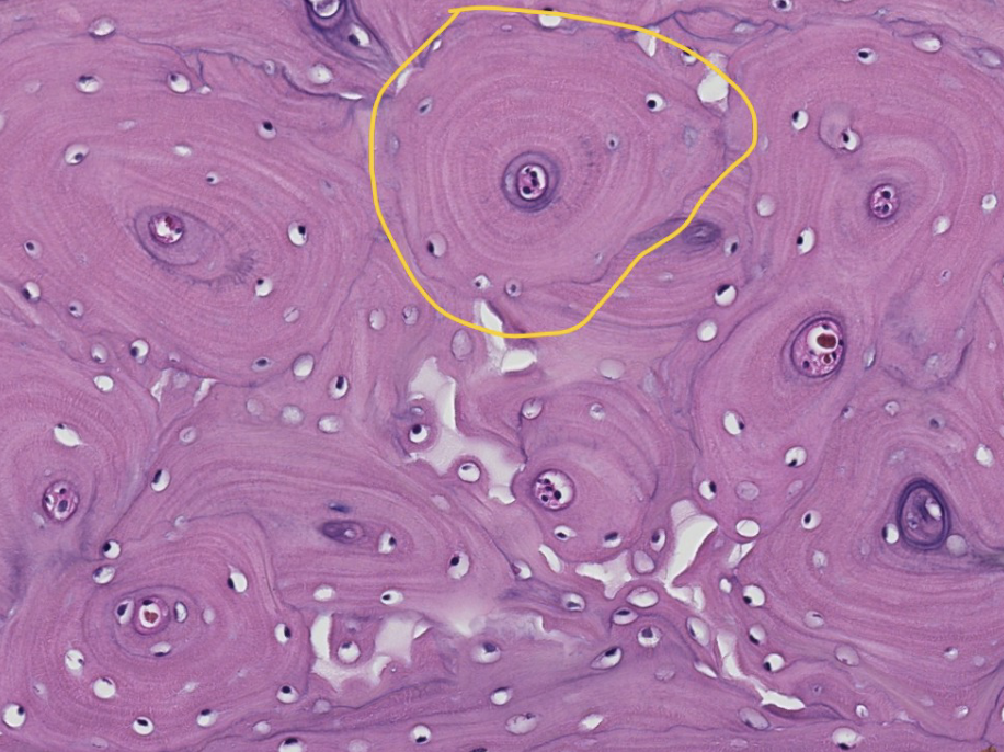 <p>This is the diaphysis (shaft) of a long bone in transverse (cross) section. ID the encircled structural unit of mature bone.</p>